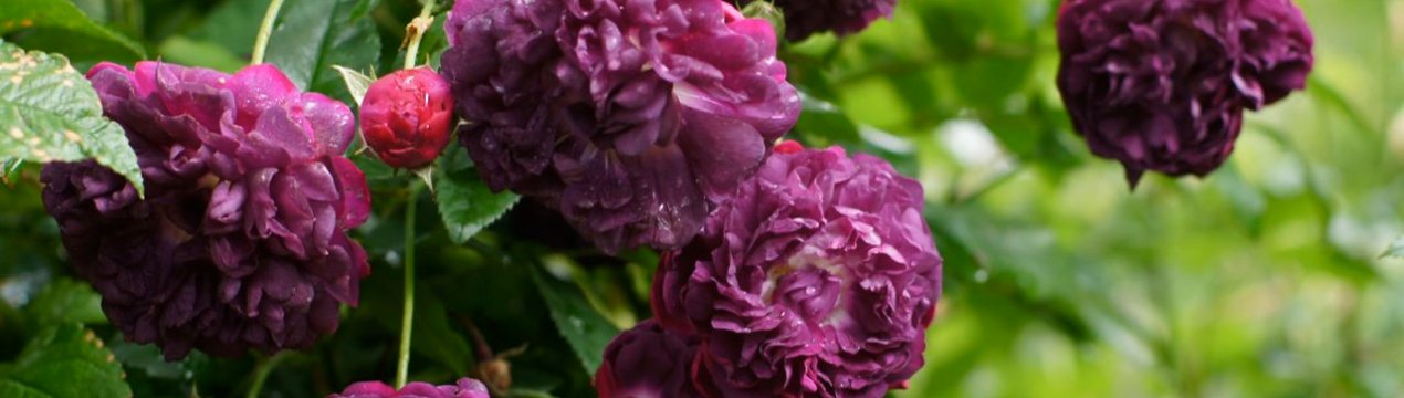 Фіолетові троянди: опис і особливості вирощування