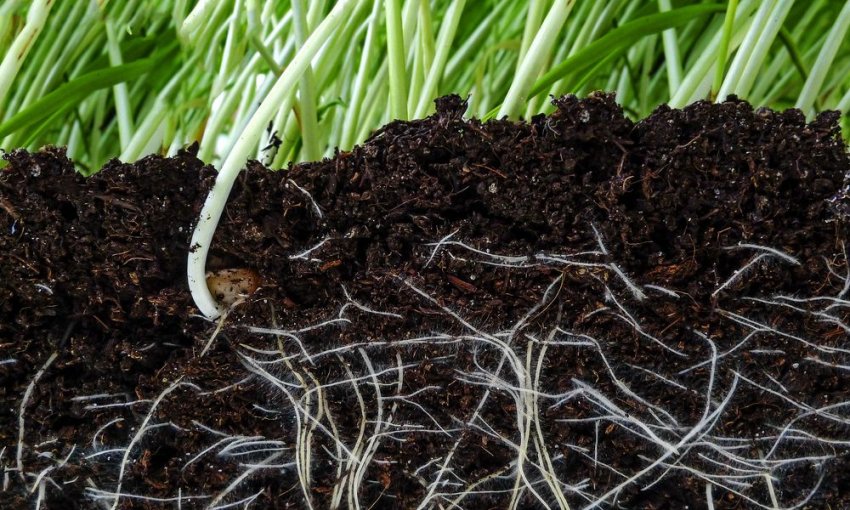 Підтримання вологи в ґрунті