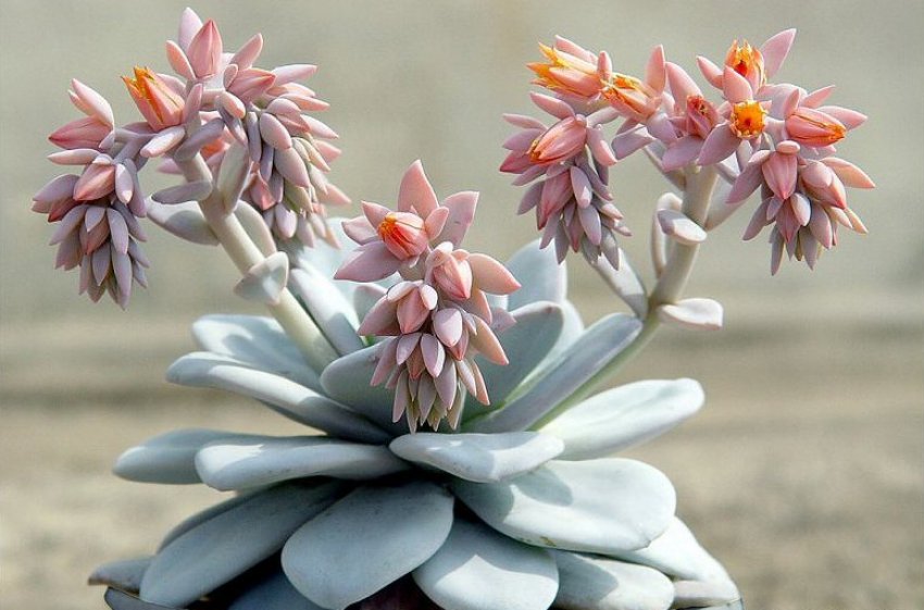 Эхеверія лау Эхеверія лау