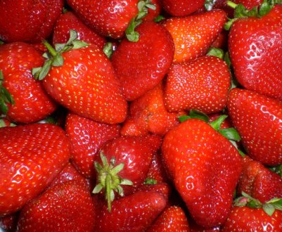 Правильний догляд за полуницею після збору врожаю