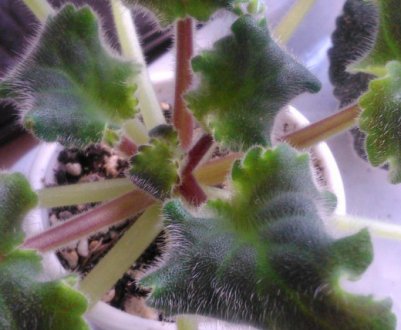 Чому у фіалки скручуються листя і що при цьому робити?