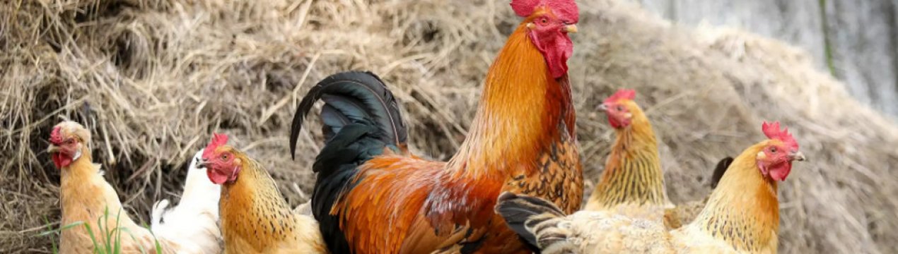 Як зробити бункерну годівницю для курей своїми руками