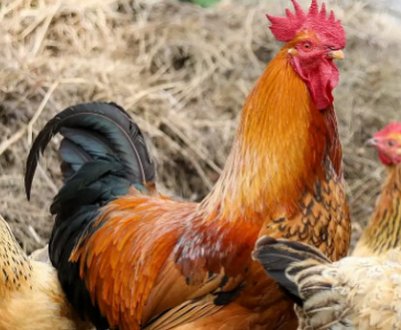 Як зробити бункерну годівницю для курей своїми руками