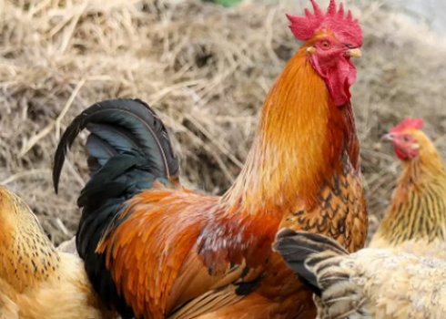 Як зробити бункерну годівницю для курей своїми руками