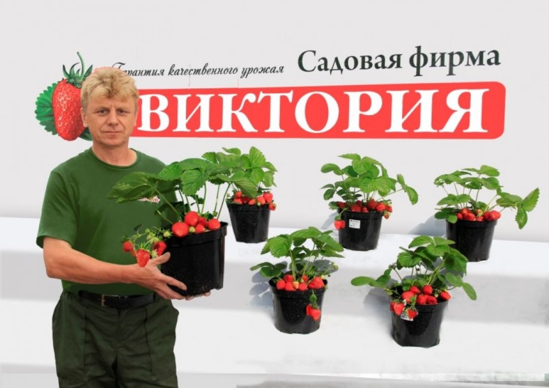 «Виктория» - 2