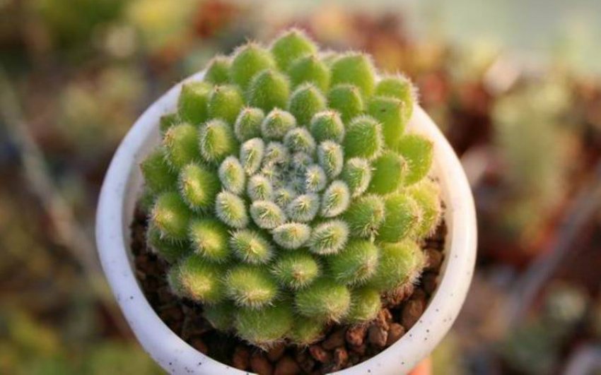 Эхеверія щетиниста Эхеверія щетиниста