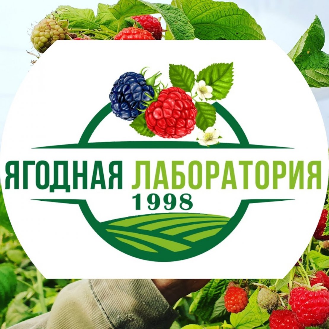 «Ягодная лаборатория» - 0