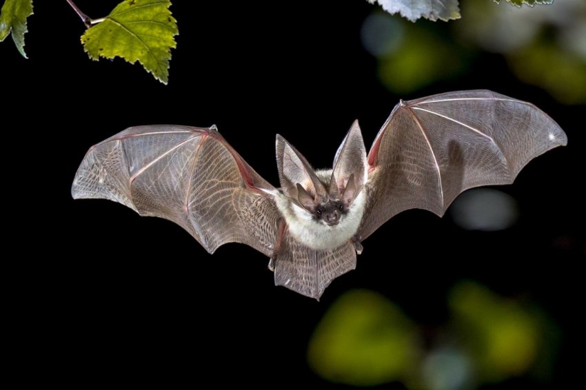 Кажан Кажан