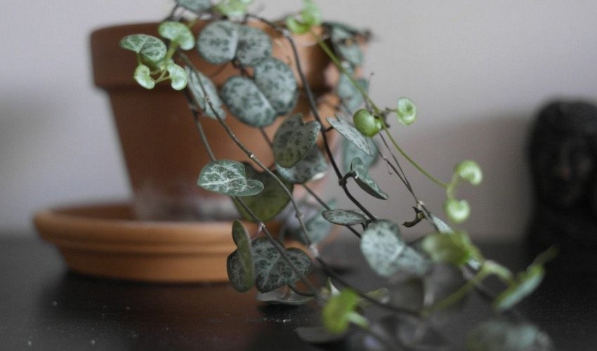 Церопегія Церопегія