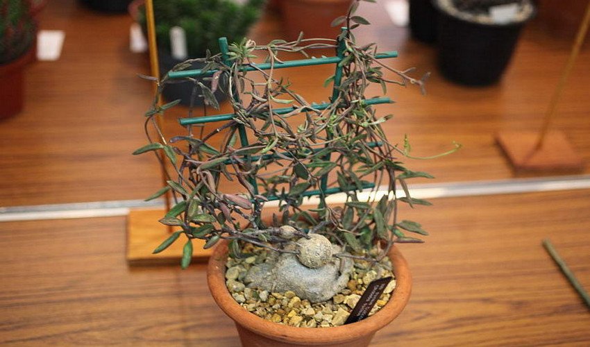 Африкана Африкана