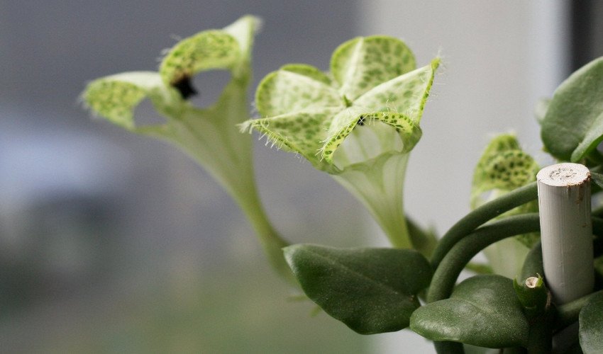 Сандерсона Сандерсона