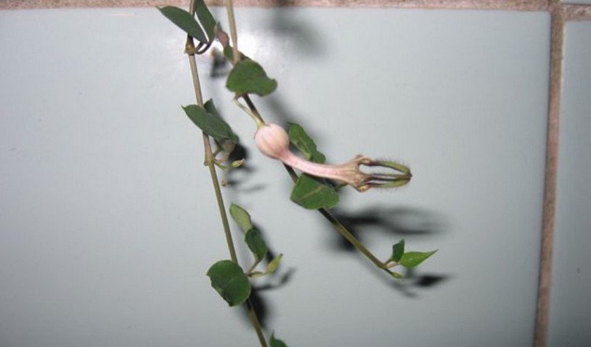 Барклея Барклея