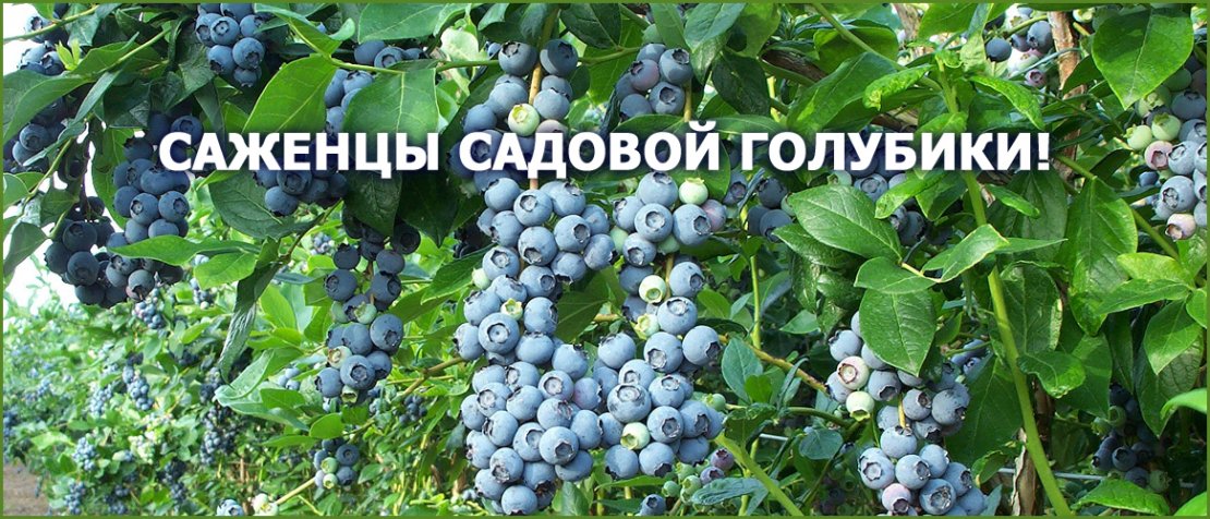 Центр Природного ЗемлеДелия «Сияние» - 1