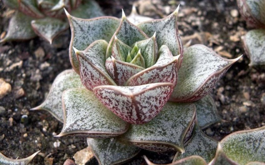 Эхеверія пурпузорум Эхеверія пурпузорум