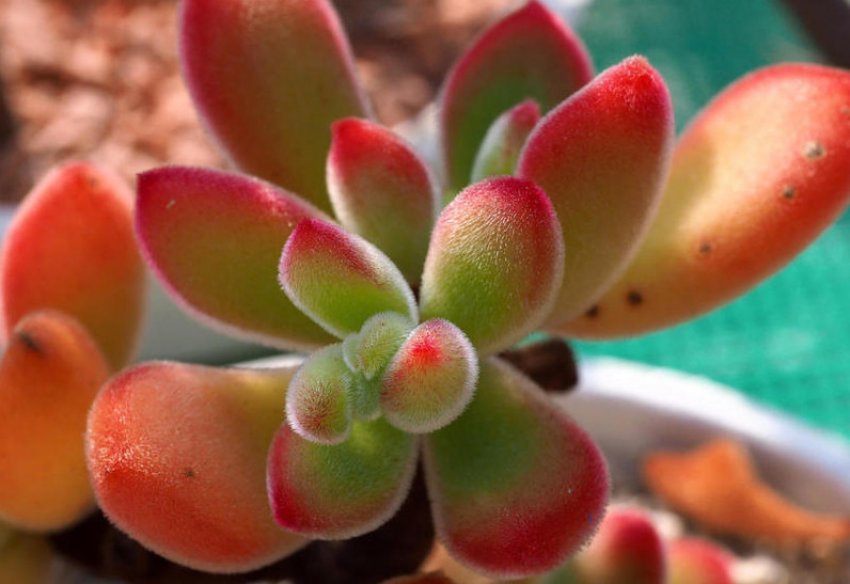 Эхеверія горбатоцветная Эхеверія горбатоцветная