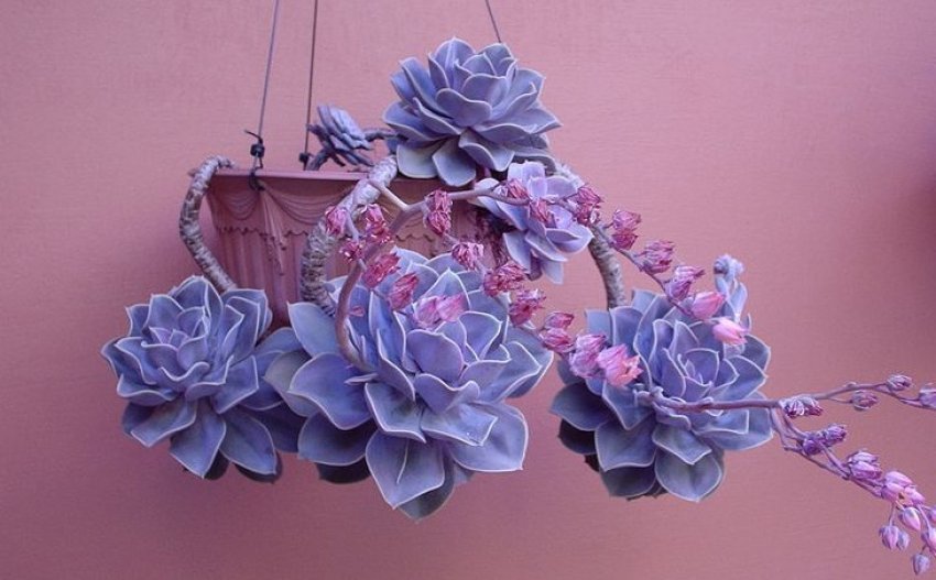 Эхеверія перл фон нюрнберг Эхеверія перл фон нюрнберг