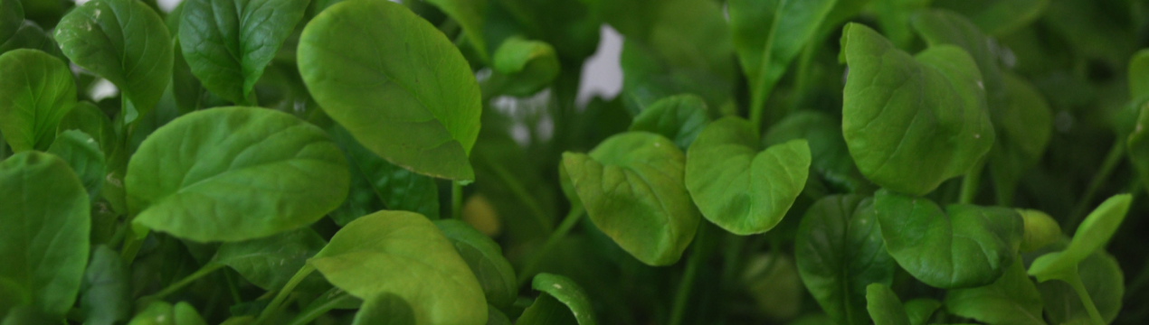 Рослина, зовсім невідома в Угорщині, хоча заслуговує уваги