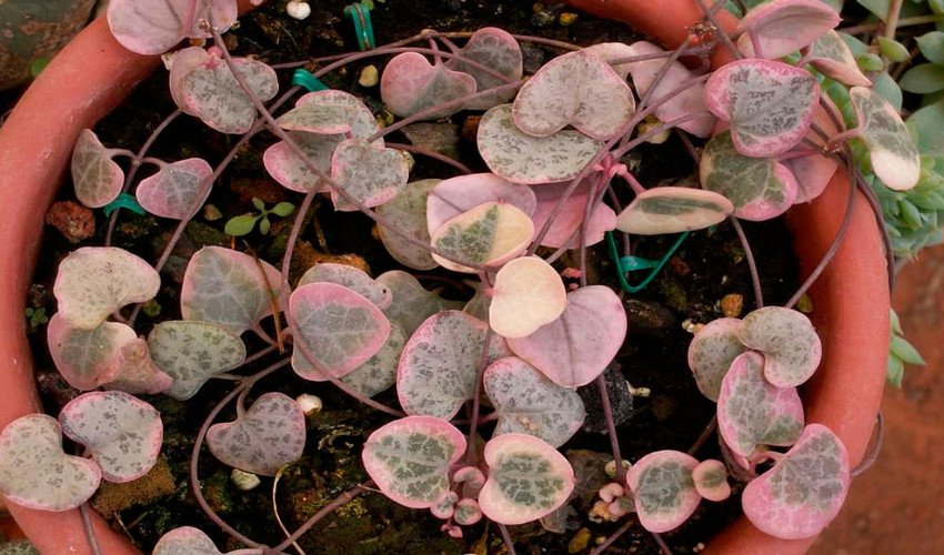 Церопегія Церопегія