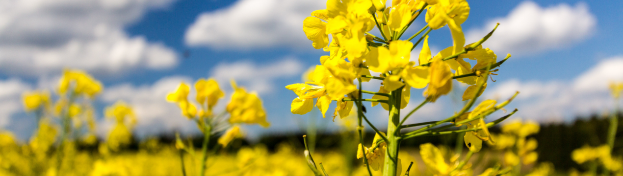 В Канаді шпик цін на рапс, незважаючи на те, що Китай не закуповує продукт безпосередньо