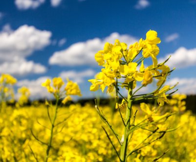 В Канаді шпик цін на рапс, незважаючи на те, що Китай не закуповує продукт безпосередньо