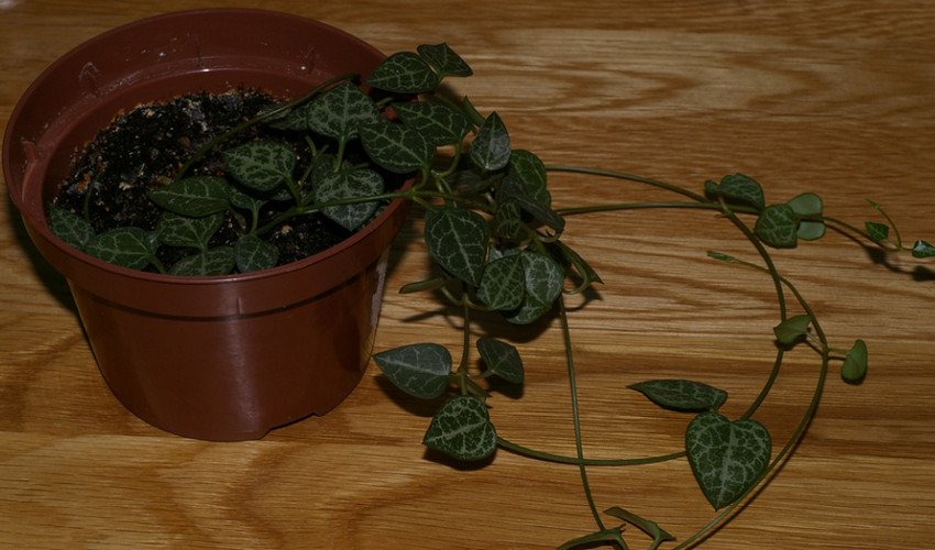 Церопегія Церопегія