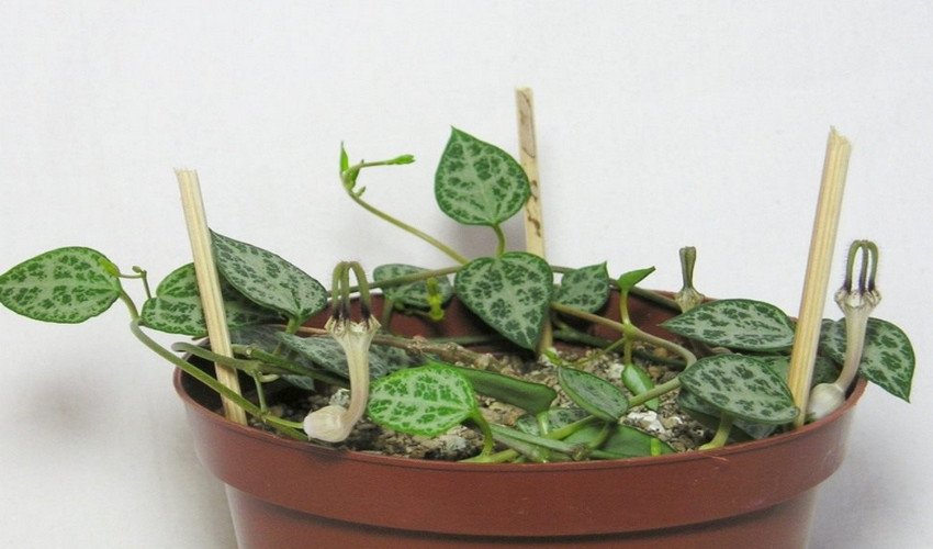 Церопегія Церопегія