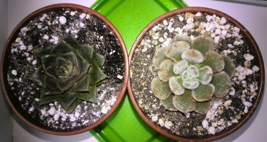 Шкідники ехеверії Шкідники ехеверії