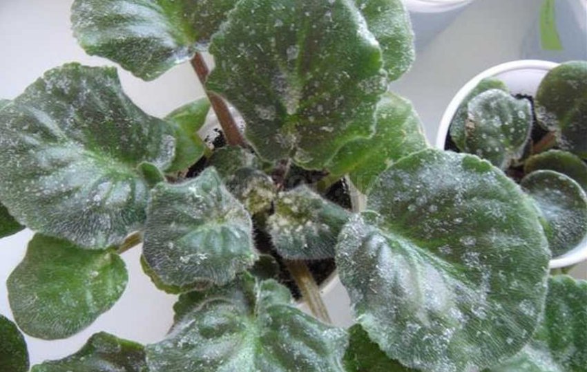 Борошниста роса Борошниста роса