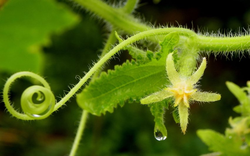 Вусики огірків