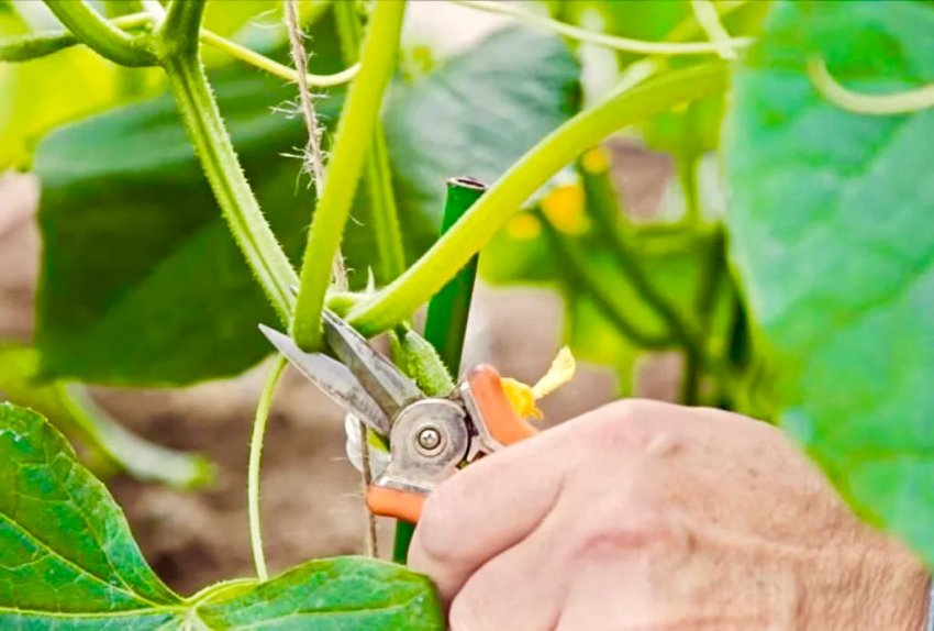 Видалення стебел