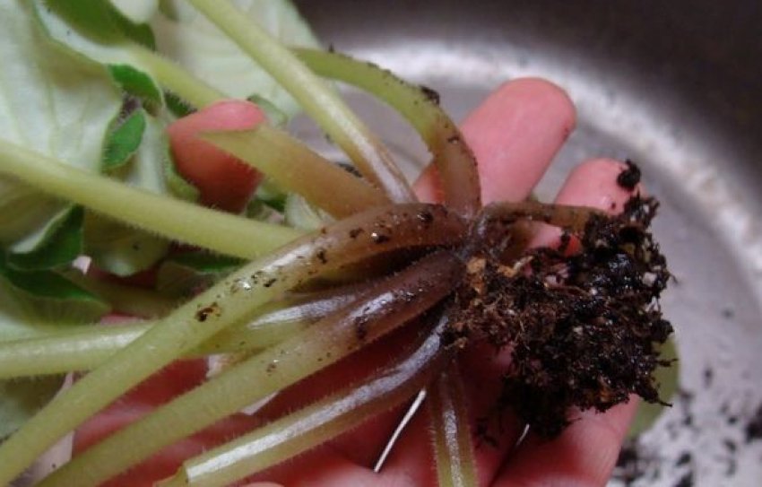 Фузаріоз Фузаріоз