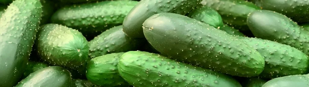 Як доглядати за огірками в останній місяць літа, щоб вони плодоносили до заморозків