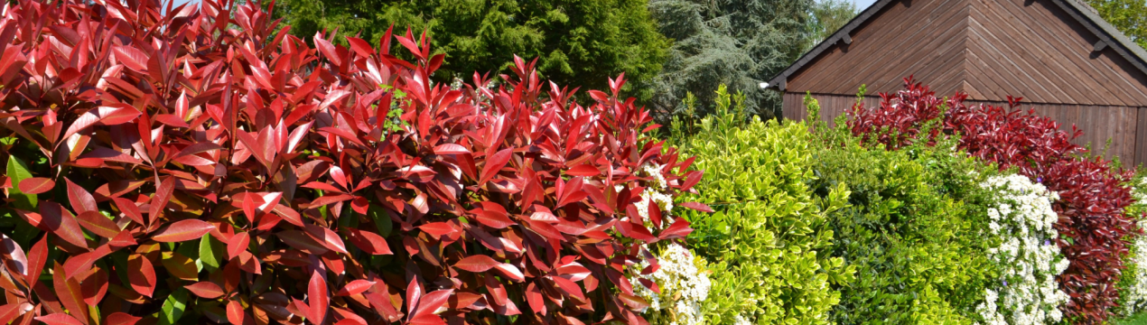 Як сховати некрасивий паркан: 10 невибагливих рослин, які впораються з цим завданням