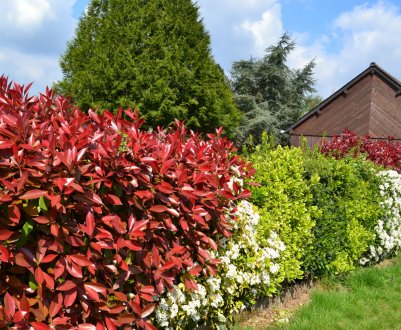 Як сховати некрасивий паркан: 10 невибагливих рослин, які впораються з цим завданням