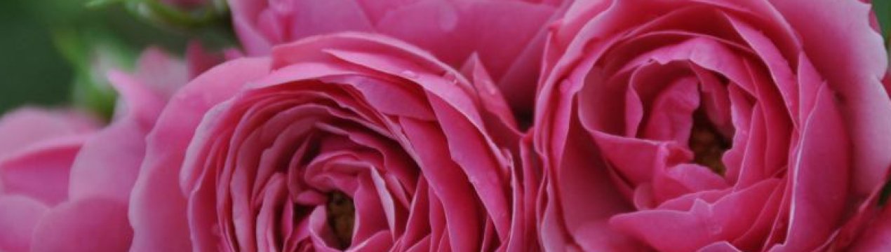 Роза Помпонелла: вирощування і догляд у відкритому грунті