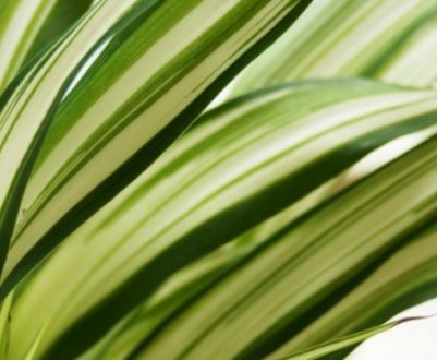 Що робити, якщо у хлорофітума сохнуть кінчики листя?