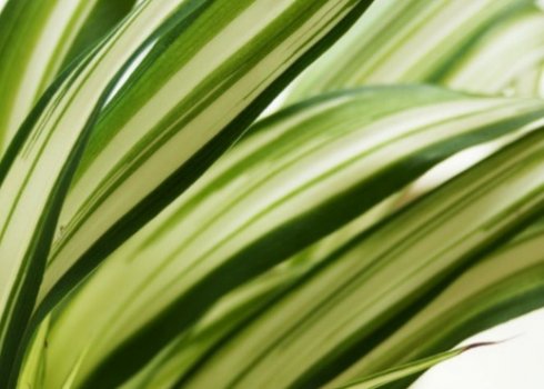 Що робити, якщо у хлорофітума сохнуть кінчики листя?