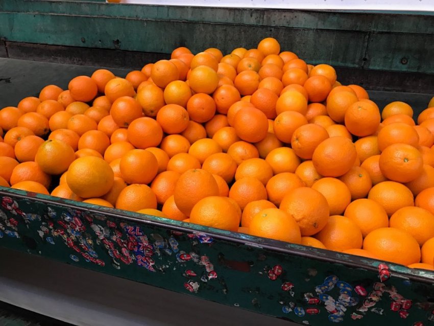Сезон апельсинів в Південній Африці закінчується рано Сезон апельсинів в Південній Африці закінчується рано