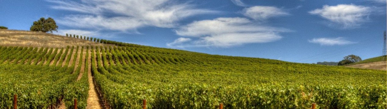 Винороби Нижньої Франконії борються з посухою