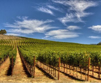 Винороби Нижньої Франконії борються з посухою