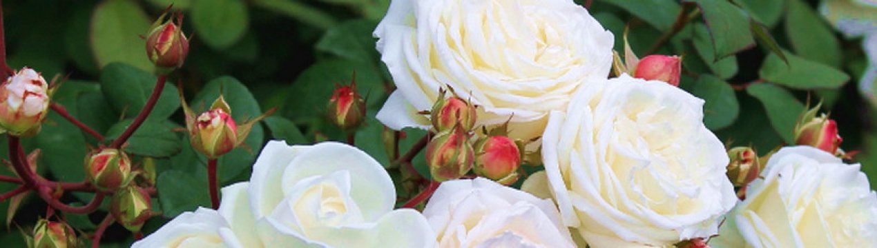 Как размножить черенками розы осенью в домашних условиях