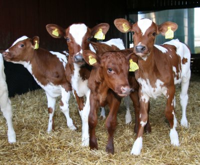 Як виростити телят у домашніх умовах