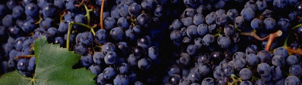 Як правильно поливати виноград