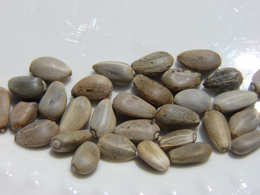 Семена артишока Семена артишока