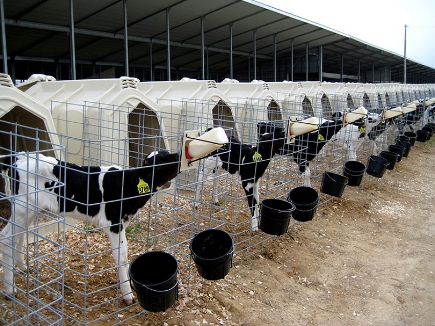 Групове утримання телят Групове утримання телят