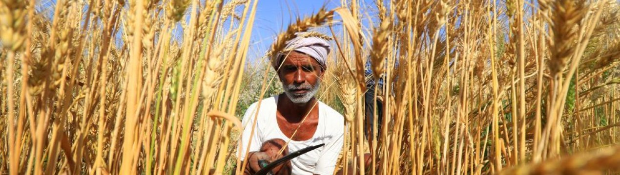 Сільськогосподарські галузі потребують фінансової допомоги, щоб впоратися з пандемією