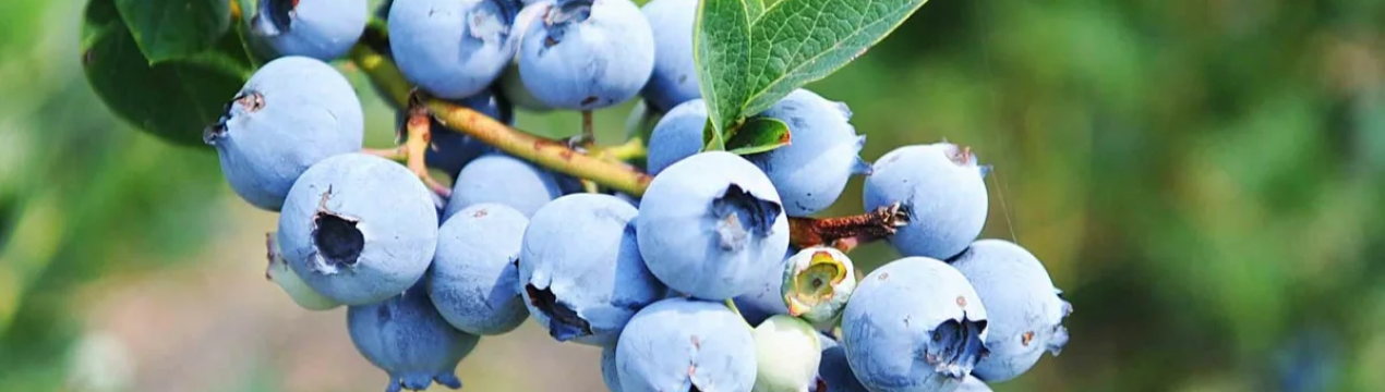 Хороші перспективи для перуанської голубики