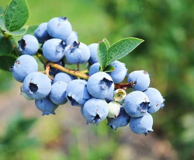 Хороші перспективи для перуанської голубики