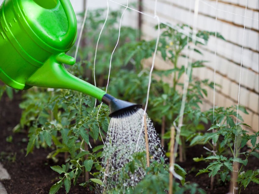 Ранковий і вечірній полив