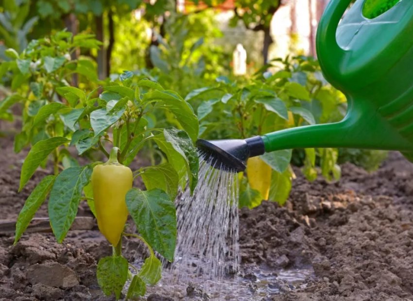 Краще здійснювати полив рідше, але великими обсягами